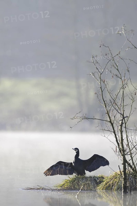 Great Cormorant (Phalacrocorax carbo), North Rhine-Westphalia, Germany