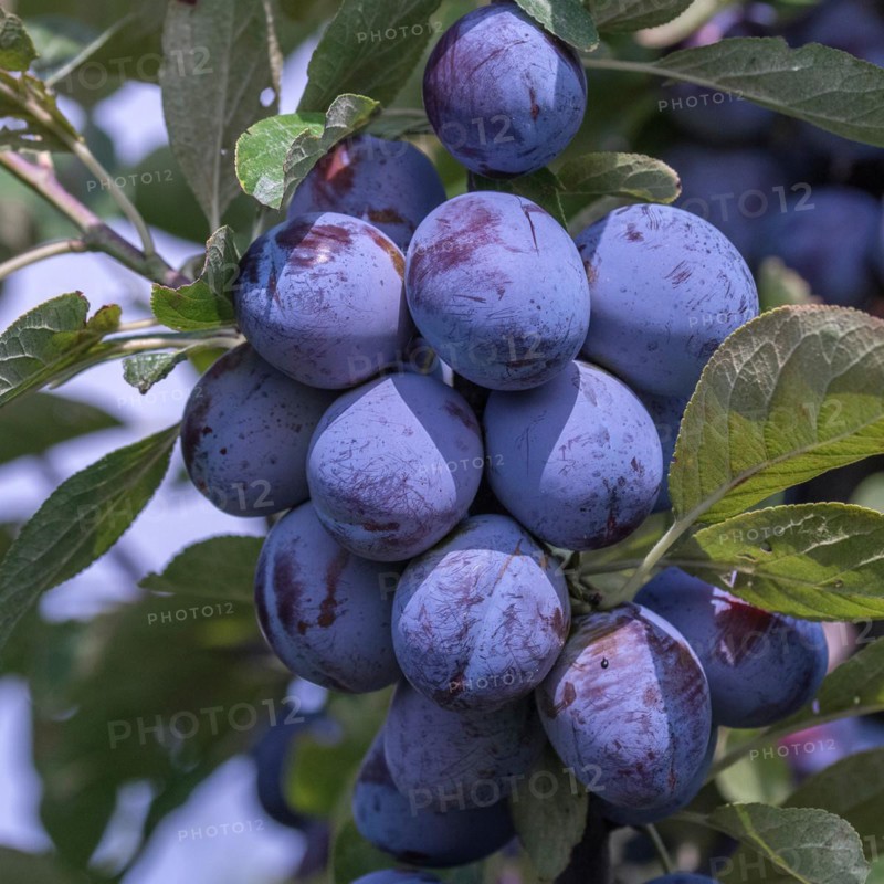 Plum (Prunus domestica 'Italian plum'), Cambridge Botanical Garden, Austria