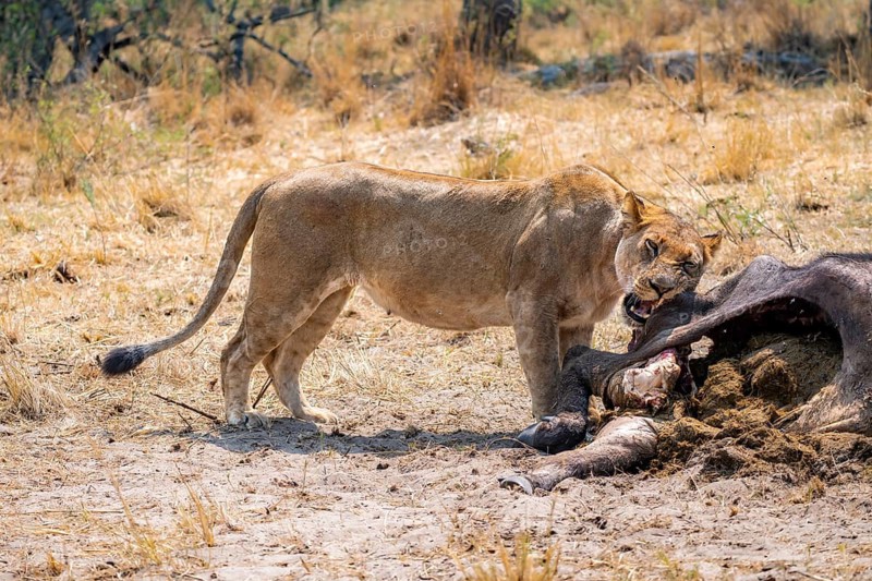 Lioness (Panthera leo) feeding on the carcass of a dead Cape buffalo, Moremi Game Reserve, Botswana