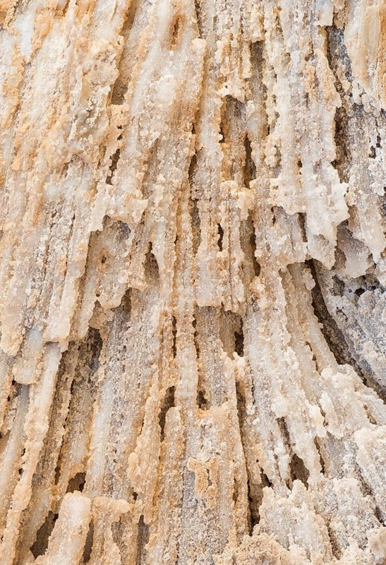 A detailed macro photograph of fossilized coral from Florida, approximately 20 million years old, highlighting its intricate textures, layered structure, and natural beige and white hues