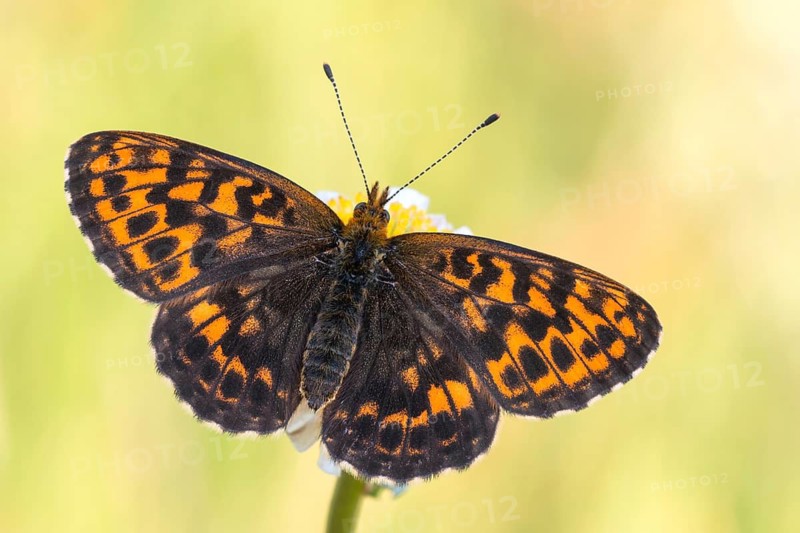 Der Bergwald-Perlmuttfalter (Boloria thore) aus den Ober-Allgäu von der Flügel-Oberseite