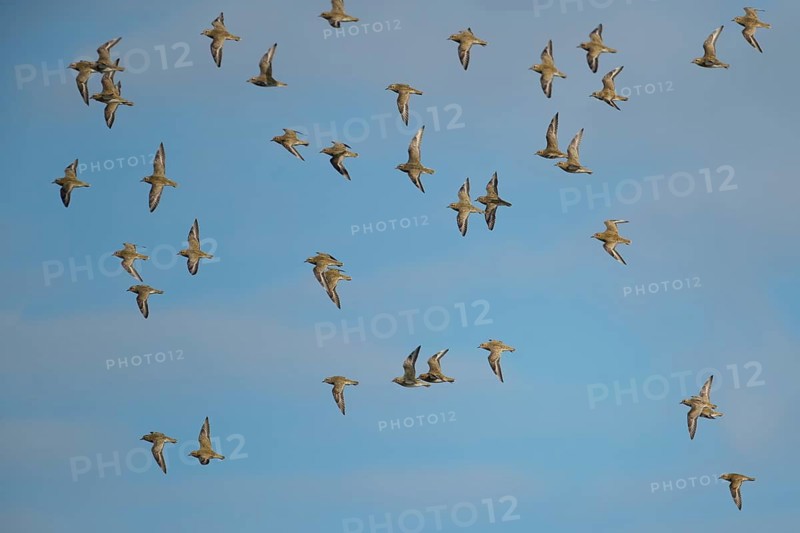 Golden plover (Pluvialis apricaria) adult wading birds in flight in a flock in winter, RSPB Frampton marsh nature reserve, Lincolnshire, England, United Kingdom