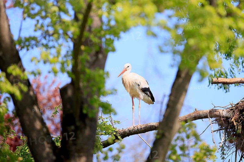 White stork, (Ciconia ciconia), White stork standing on a branch, Baden-Württemberg, Germany