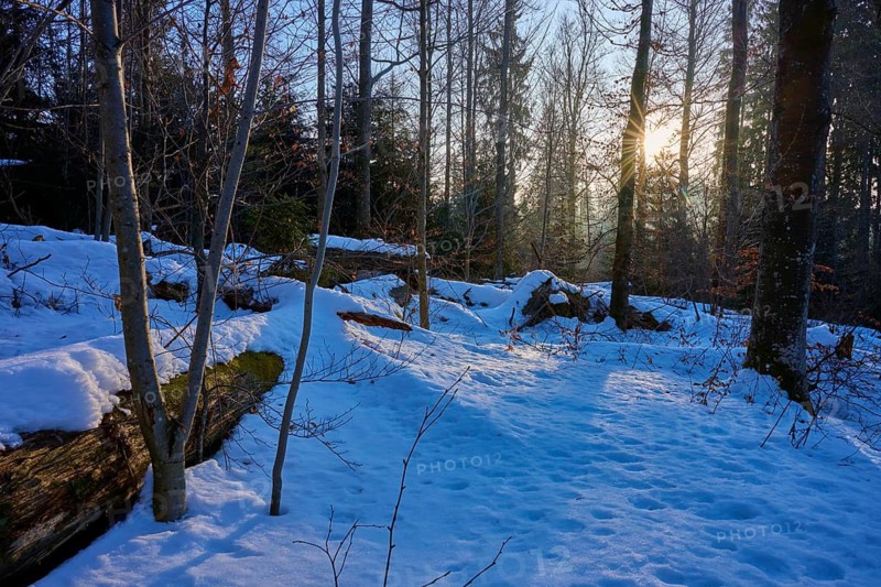 Sunlight breaks through the trees in a wintery forest scene, winter, Filzwald, St. Oswald-Riedlhütte, Bavarian Forest National Park, Bavaria, Germany