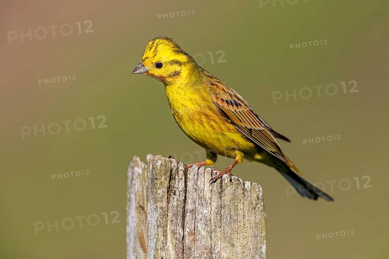 Yellowhammer, (Emberiza citrinella), perch, tree, twig, songbird, bunting family, Nahe valley, Rhineland-Palatinate, Federal Republic of Germany