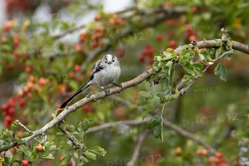 Long tailed tit (Aegithalos caudatus) adult bird in a Hawthorn tree full of red berries in summer, England, United Kingdom