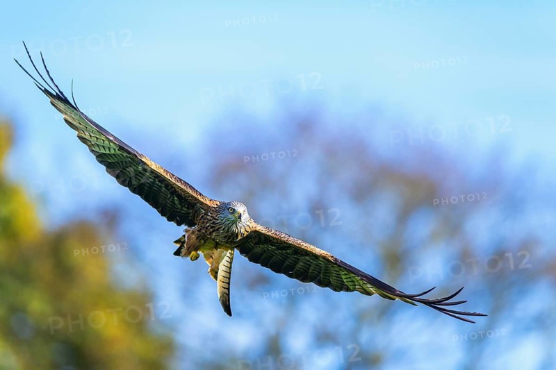 Red Kite, Milvus milvus, bird in flight