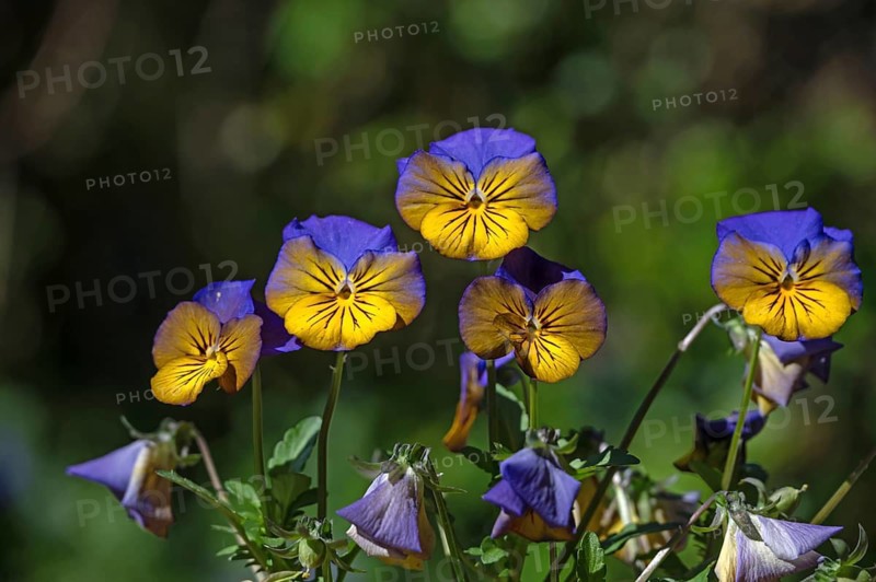 Garden pansy (Viola × wittrockiana), Middle Franconia, Bavaria, Germany