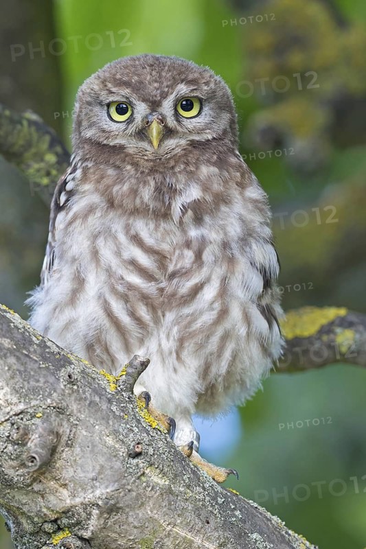Little owl, (Athene noctua), animals, birds, owls, family of owls, Plateau Oberflörsheim, district Alzey, Rhineland-Palatinate, Federal Republic of Germany