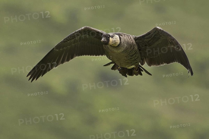 Nene (Branta sandvicensis), Hawaii, USA