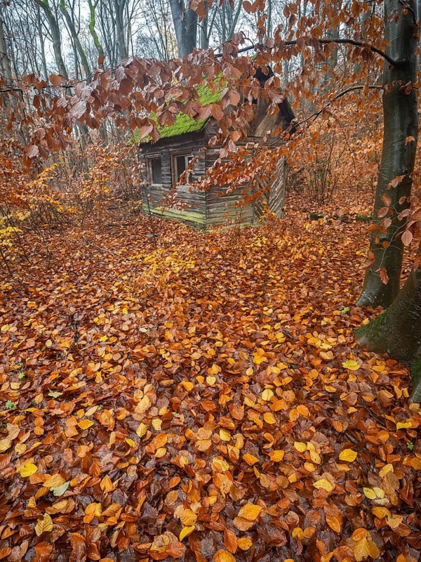 Hunter's hut, old dilapidated wooden hut with roof covered with moss, surrounded by beech woodland in autumn color, Escheberg forest, Hesse, Germany