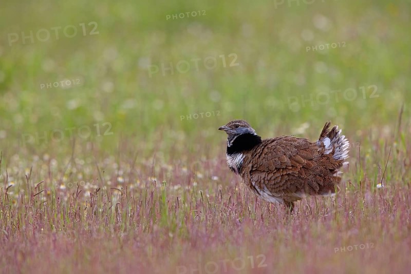 Little bustard (Tetrax tetrax) Outarde canepetière, Sisón Común, Hides De Calera / Great Bustard, Calera Y Chozas, Castilla La Mancha / Toledo, Spain