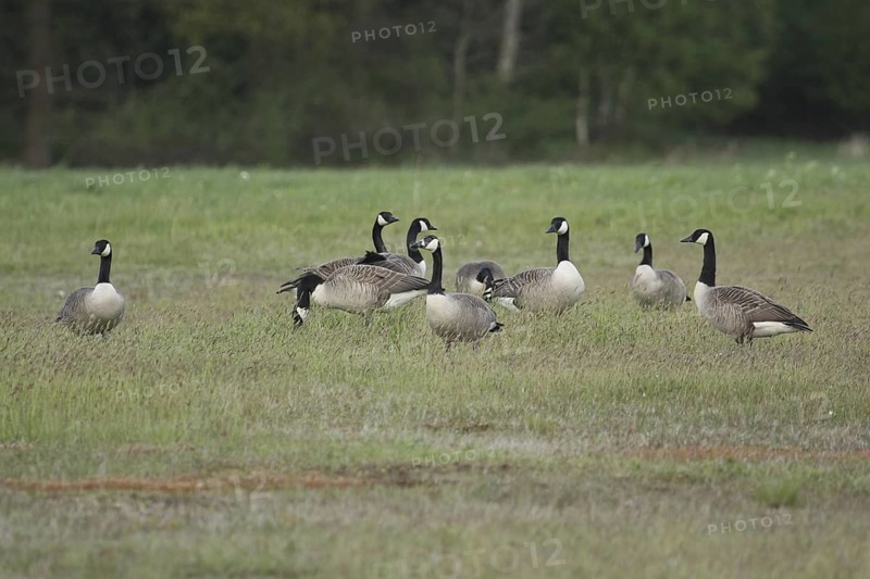 Canada Goose (Branta canadensis), Lower Saxony, Germany