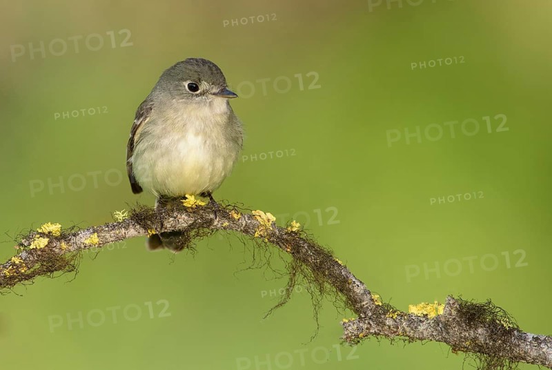 Least Flycatcher (Empidonax minimus), British Columbia, Canada