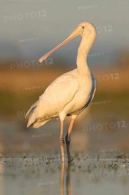 Yellow-billed Spoonbill (Platalea flavipes) foraging, Victoria, Australia