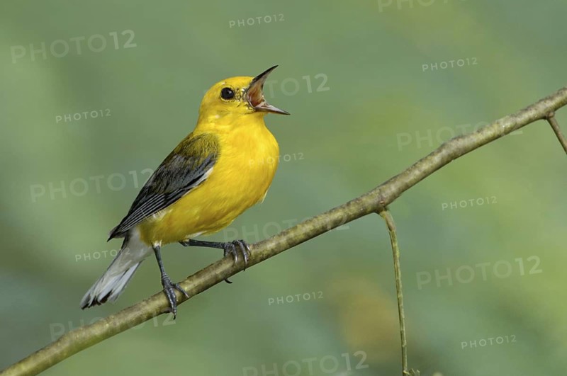 Prothonotary Warbler (Protonotaria citrea) singing, Texas, USA