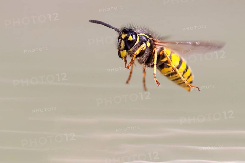 Wasps (Vespinae) in flight, Vechta, Lower Saxony, Germany