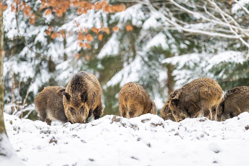 Wild boar (Sus scrofa) standing in a forest in winter, snow, Bavaria, Germany