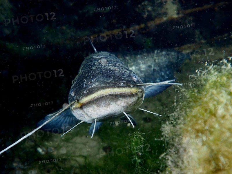 Portrait of catfish (Silurus glanis), Waller, with long barbels at night in the underwater landscape, dive site Klosterinsel, Rheinau, Canton Zurich, Rhine, High Rhine, Switzerland, Germany