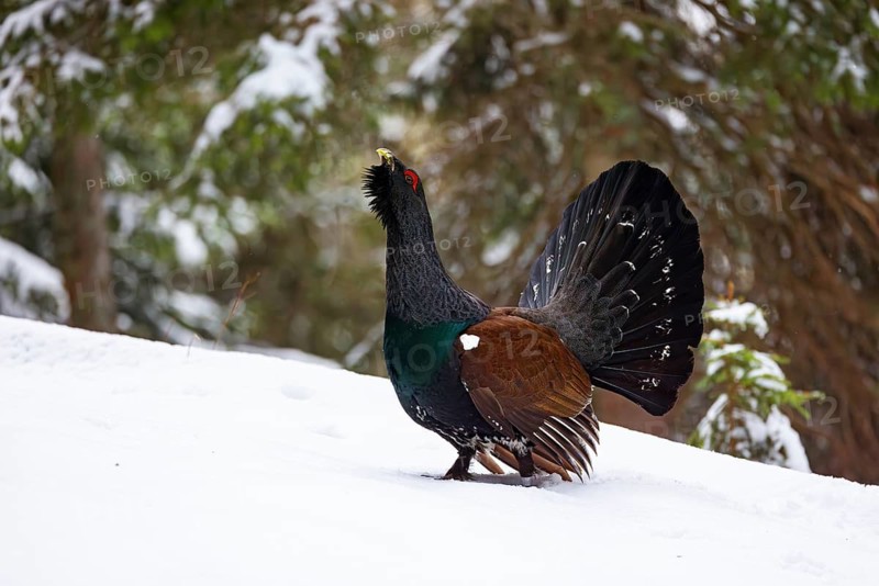 Capercaillie, Western Capercaillie, Tetrao urogallus) in the Wintrer, Capercaillie, Luce, Mountain area, Luce, Styria, Slovenia