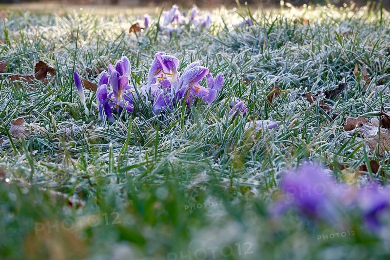 Crocus flower with hoarfrost, winter, Germany