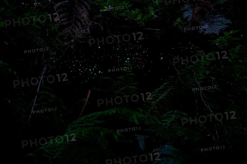 Bioluminescence, luminous glowworm (Arachnocampa luminosa), maggot of the fungus gnat (Mycetophilidae), Waterfall track, Mclaren Fall Park, Omanawa, North Island, New Zealand
