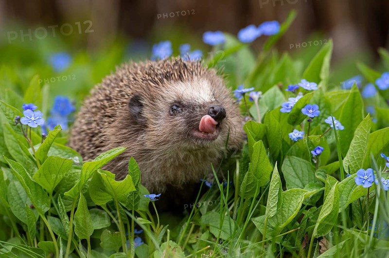Cute hedgehog, brown-breasted hedgehog (Erinaceus europaeus) in the garden, Vechta, Lower Saxony, Germany