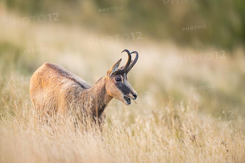 Chamois (Rupicapra rupicapra) on a meadow in the Vosges Mountains, wildlife, France