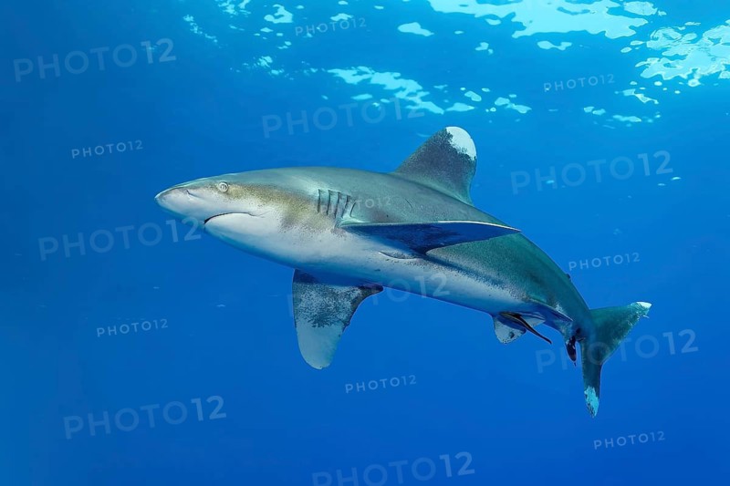 Oceanic whitetip shark (Carcharhinus longimanus swimming in blue water, Red Sea, Elphinstone Reef, Port Safaga, Egypt