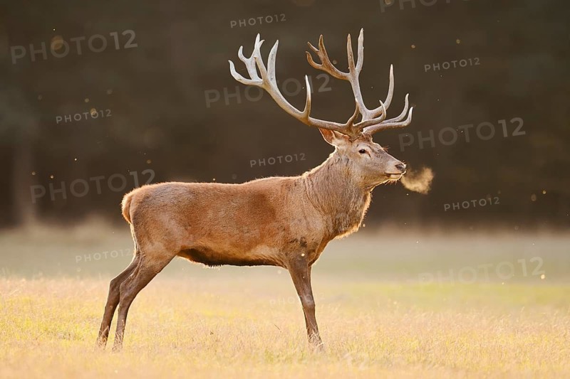 Red deer (Cervus elaphus), a stag standing in a meadow, rutting season, North Rhine-Westphalia, Germany