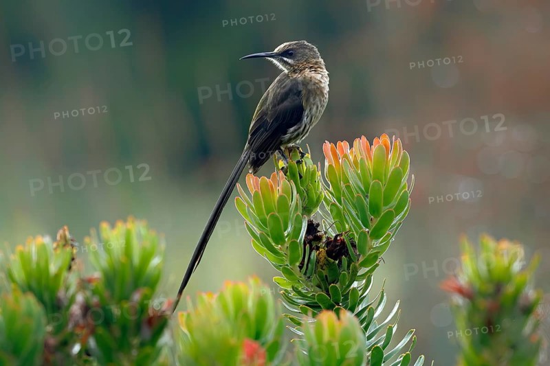 Cape Honeybird (Promerops cafer), adult, male, on flower, Protea, vigilant, Kirstenbosch Botanical Gardens, Cape Town, South Africa