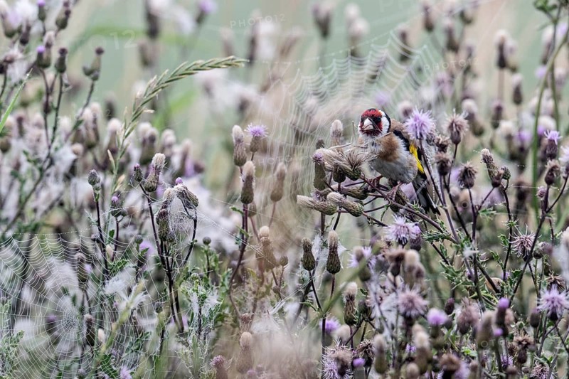 Goldfinch (Carduelis carduelis), Lower Saxony, Germany