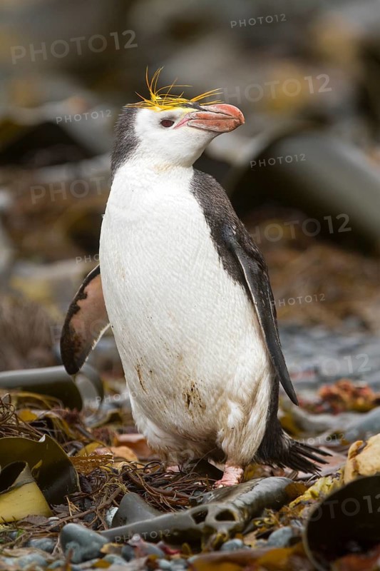 Royal Penguin (Eudyptes schlegeli), Macquarie Island, Australia