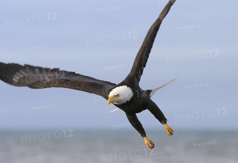 Bald Eagle (Haliaeetus leucocephalus), Alaska, USA
