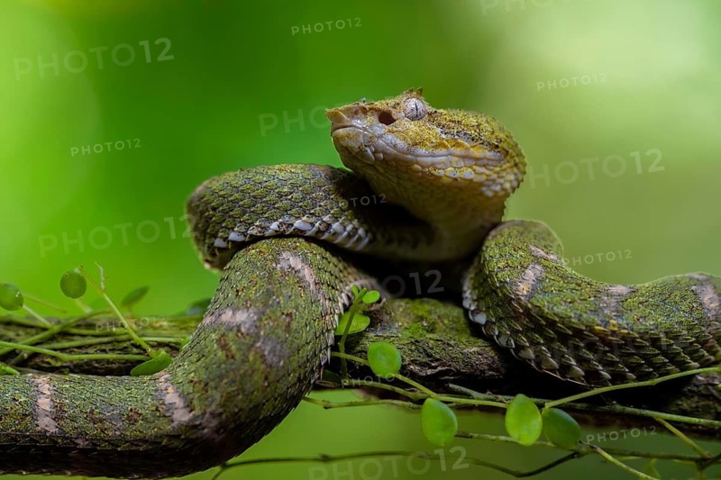 Griffin-tailed lance adder (Bothriechis schlegelii), green variety, sitting on a branch, Heredia province, Costa Rica