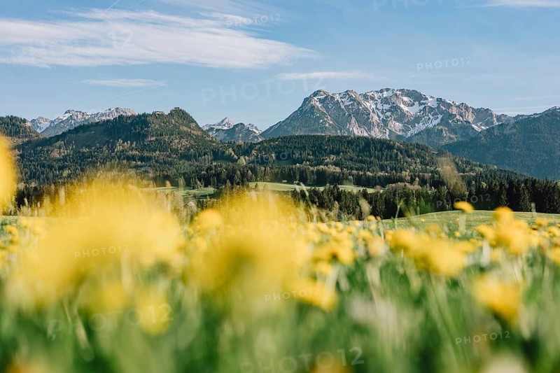 Dandelion in the Allgäu in front of the Alps and their beautiful mountains in Bavaria, Germany