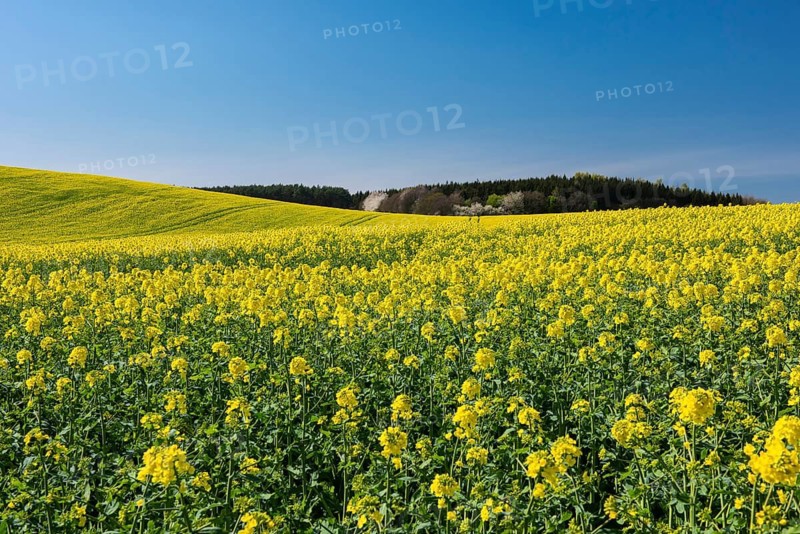 Rape field with blue sky and clouds, Rügen, Bergen, Mecklenburg-Western Pomerania, Germany