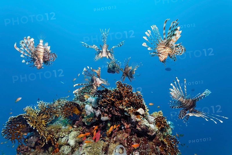 Group, 7, seven, Common lionfish (Pterois miles) over coral block Acropora stony coral (Scleractinia), hunting, on the hunt for prey, Red Sea, Makadi Bay, Port Safaga, Egypt