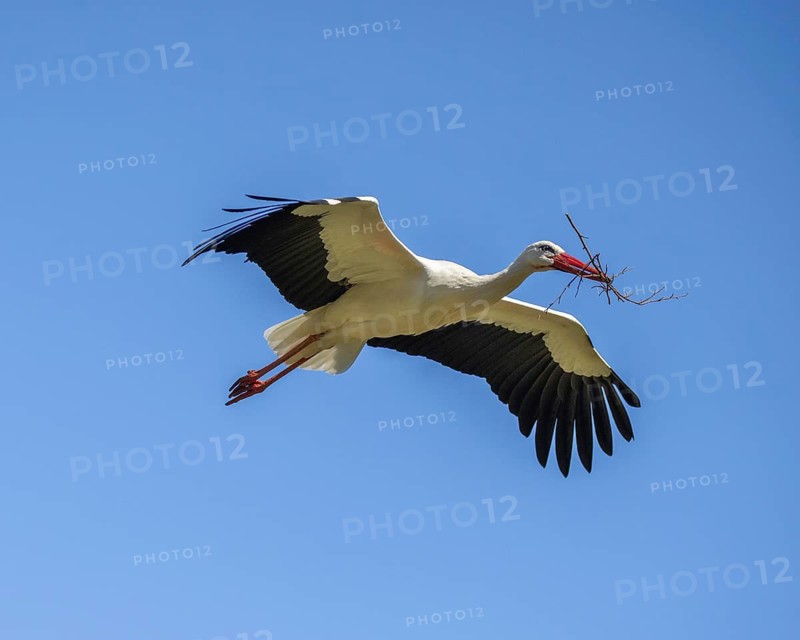 White stork with nesting material (Ciconia ciconia), Germany