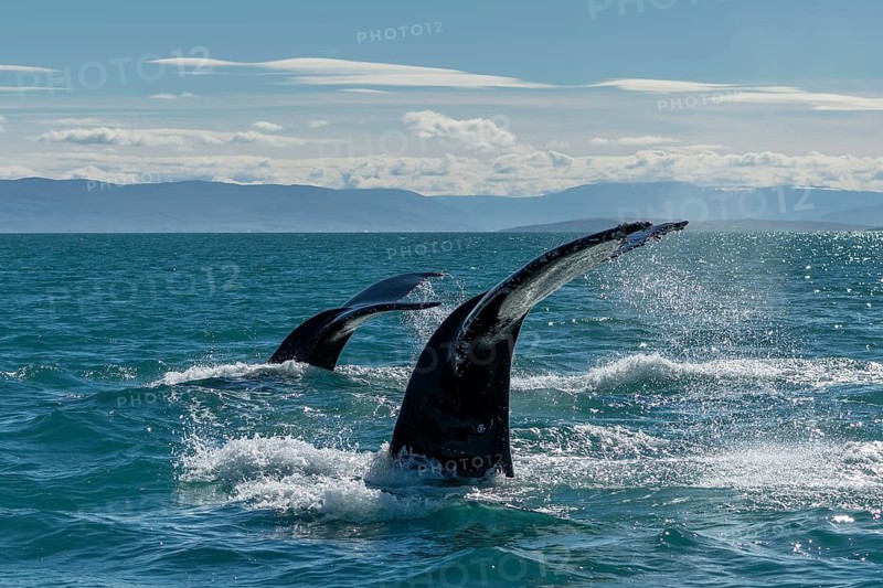 Two whale flukes carry out of the water and create splashing water under a blue sky, diving humpback whales (Megaptera novaeangliae), Eyjafjörður or Eyjafjördur, Iceland