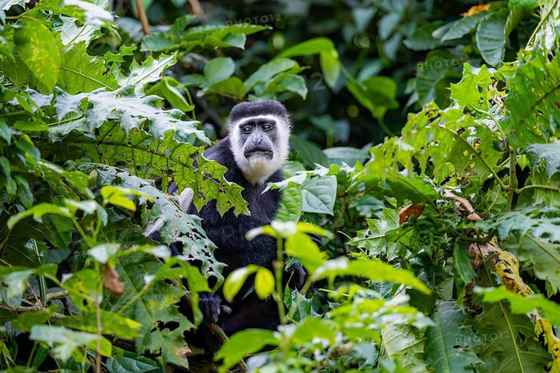 West African guereza or mantelaffe (Colobus guereza occidentalis) eating leaves, Bigodi, Western Region, Uganda