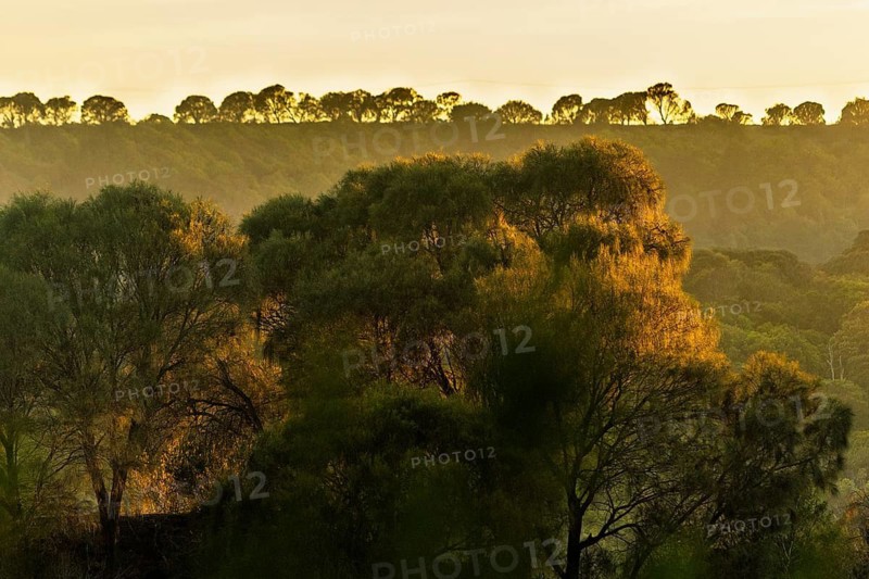 A breathtaking view of trees bathed in golden sunlight at sunrise in Victoria, Australia. The lush green forest stretches across rolling hills, creating a serene and tranquil atmosphere