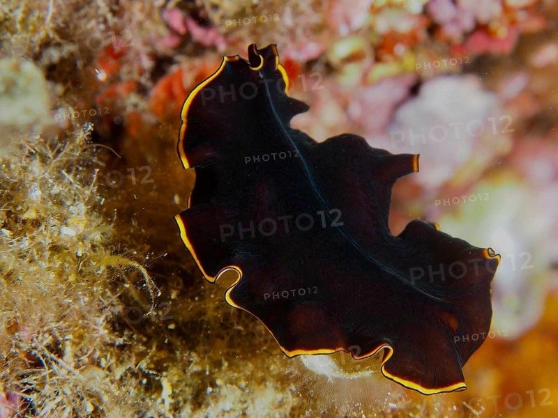 A wavy whirlpool worm with a yellow edge, black yellow flatworm (Prostheceraeus splendidus), over algae, dive site peninsula Giens, Mediterranean Sea, Porquerolles, Provence, Côte d'Azur, France