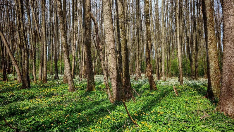 Tall trees and dense plants in a peaceful spring forest, idyllic floodplain landscape, riparian forest near Kronach, Frankenwald nature park Park, Upper Franconia