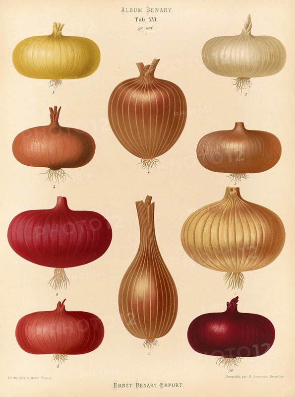 Vegetables, various onions, after Ernst Samuel Benary (10 November 1819, 19 February 1893), Hessian horticulturalist, Historical, digitally restored reproduction from a 19th century original, Record date not stated