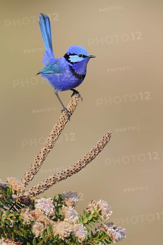 Splendid Fairywren (Malurus splendens) male, Western Australia, Australia