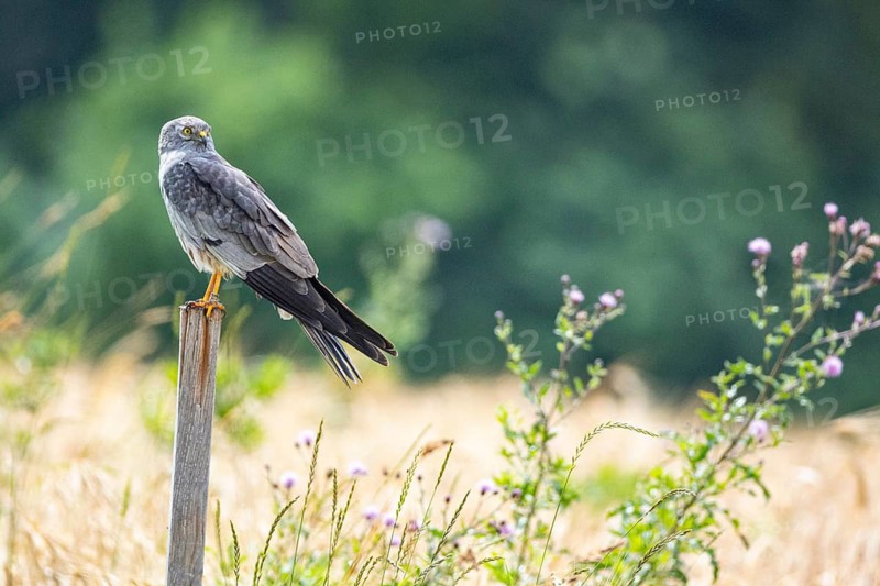Montagu's harrier (Circus pygargus) ml Germany