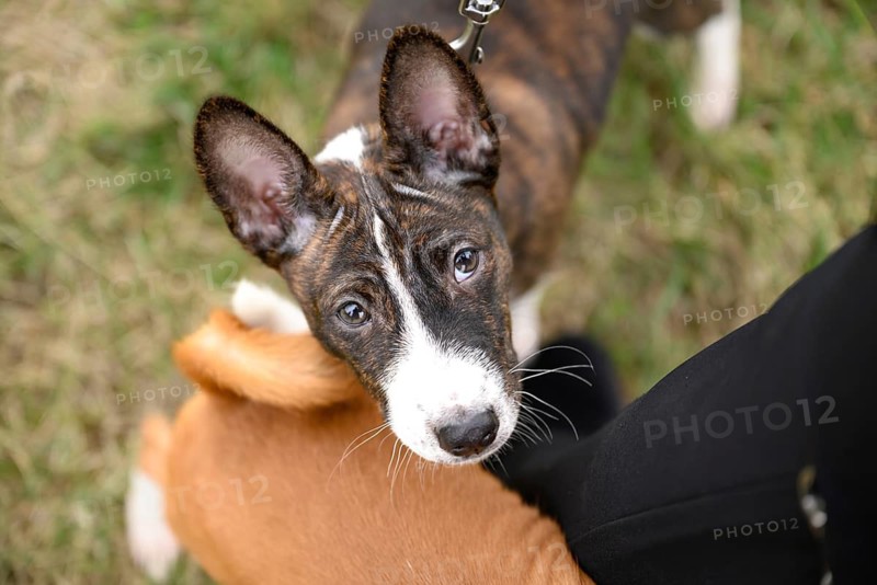 Adorable basenji puppies enjoy a refreshing walk with their owner on a grassy path. Their playful energy and curious expressions make the walk delightful