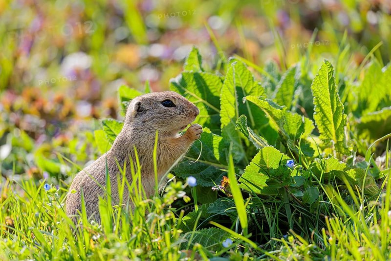 An adult ground squirrel (Spermophilus citellus) eats leaves and flowers on a sunny day in a green meadow with tall vegetation. Austria