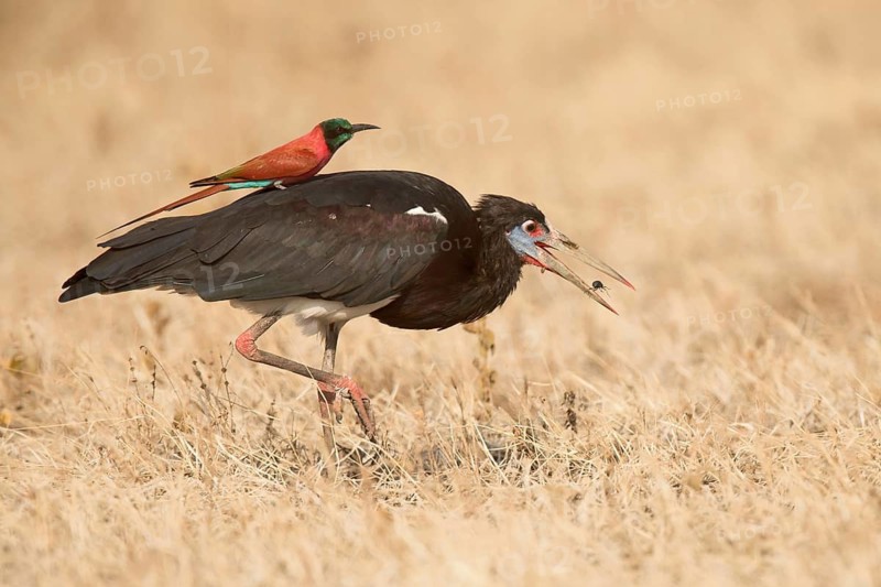 Abdim's Stork (Ciconia abdimii) with Northern Carmine Bee-eater (Merops nubicus) on its back, Aledeghi National Park, Ethiopia